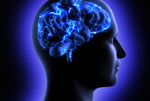 brain
